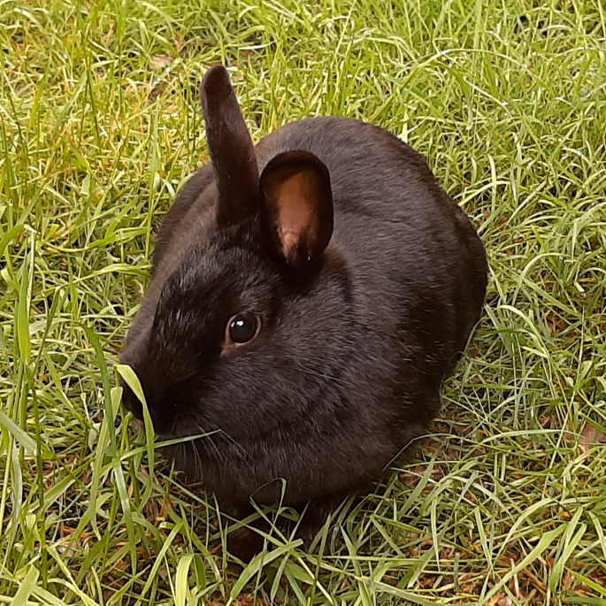 schwarzer Hase im Gras