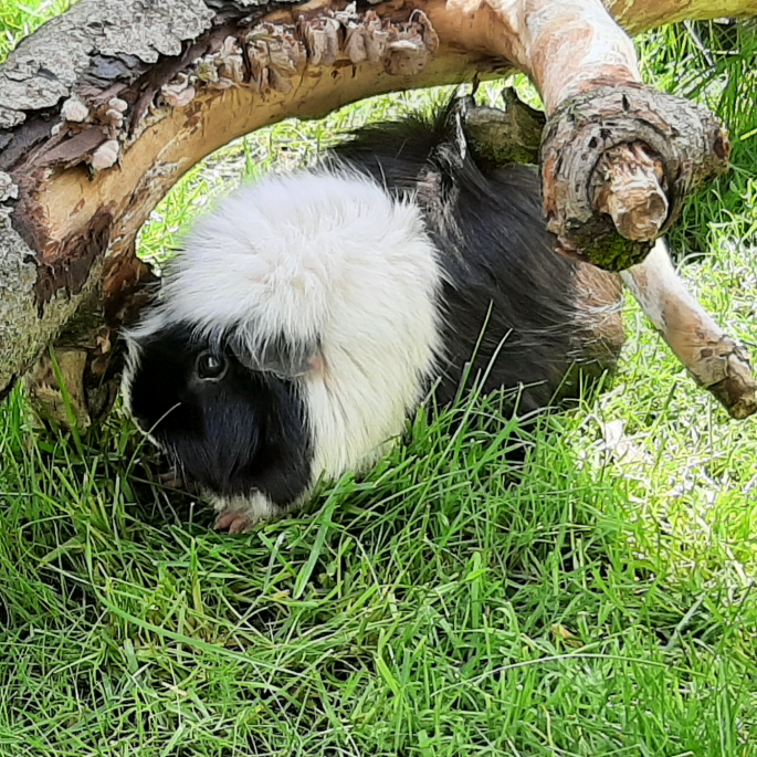 schwarz weißes Meerschweinchen im Gras